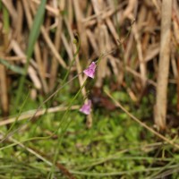 Utricularia graminifolia Vahl